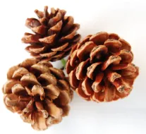 Boxwood Wreath